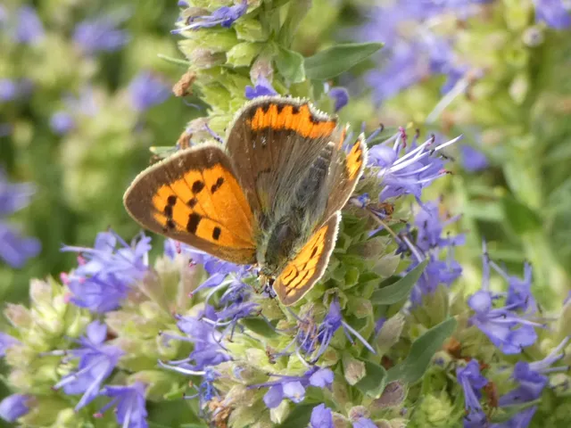 Lycaena phlaeas - közönséges tűzlepke