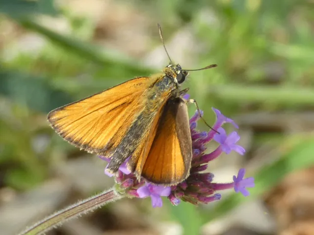 Thymelicus lineola - vonalas busalepke