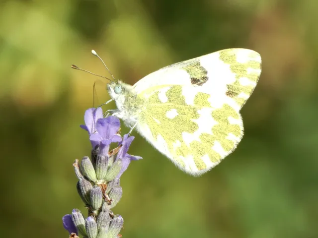 Pontia edusa - rezedalepke