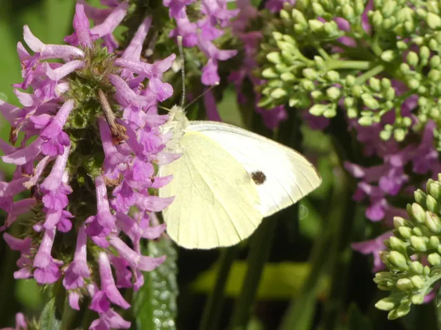 Pieris brassicae - káposztalepke