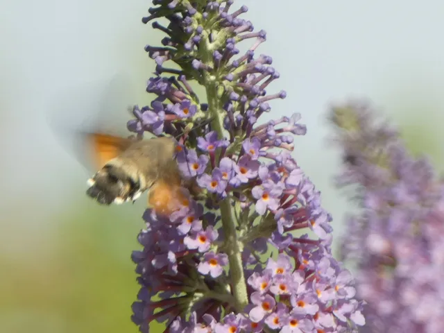 Macroglossum stellatarum - kacsafarkú szender