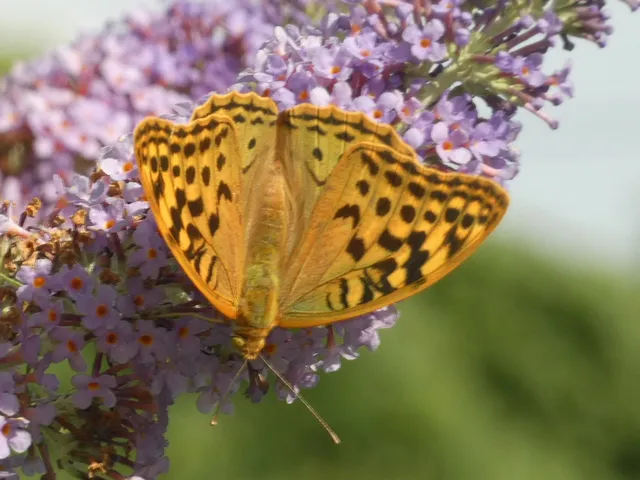 Argynnis pandora - zöldes gyöngyházlepke