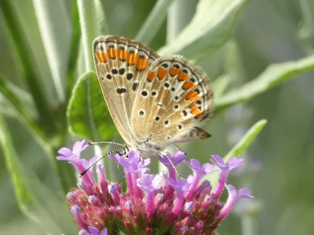Aricia agestis - szerecsenboglárka