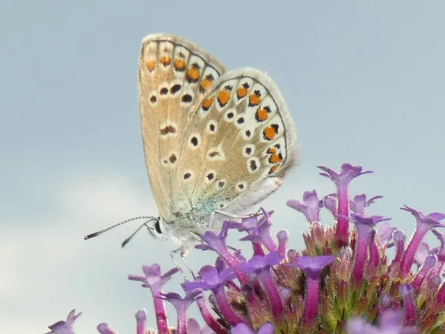 Polyommatus icarus - közönséges boglárka