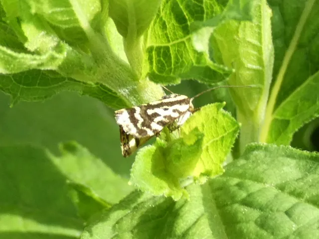 Emmelia trabealis - zebrabagoly