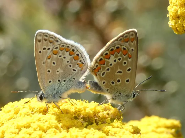 Polyommatus icarus - közönséges boglárka