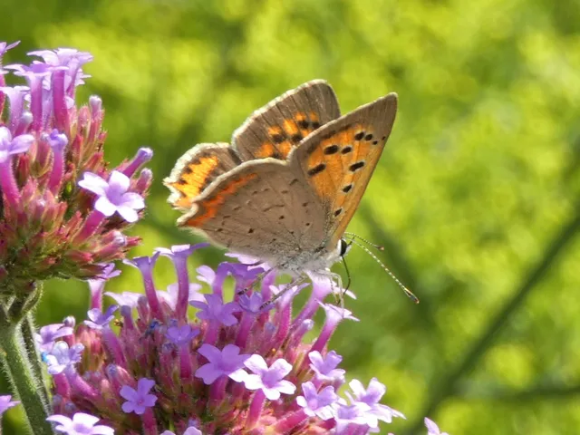 Lycaena phlaeas - közönséges tűzlepke