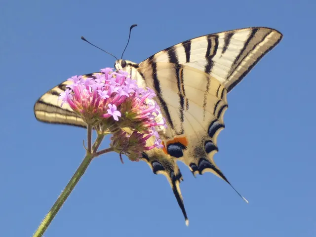 Iphiclides podalirius - kardoslepke