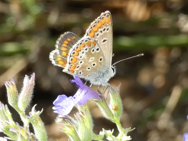 Aricia agestis - szerecsenboglárka