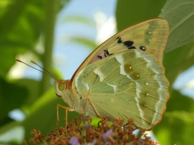 Argynnis pandora - zöldes gyöngyházlepke
