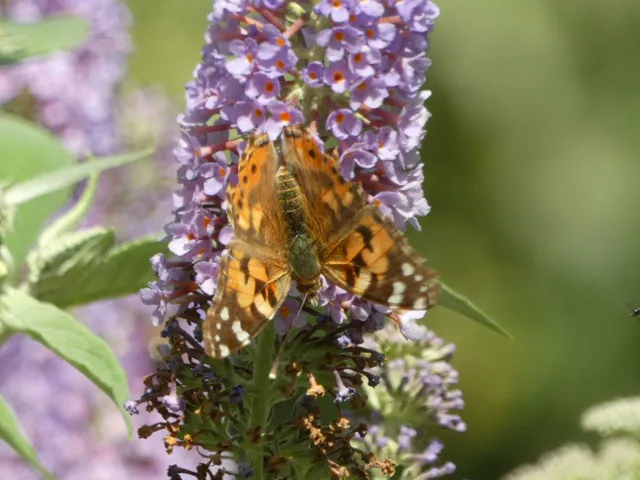 Vanessa cardui - bogáncslepke