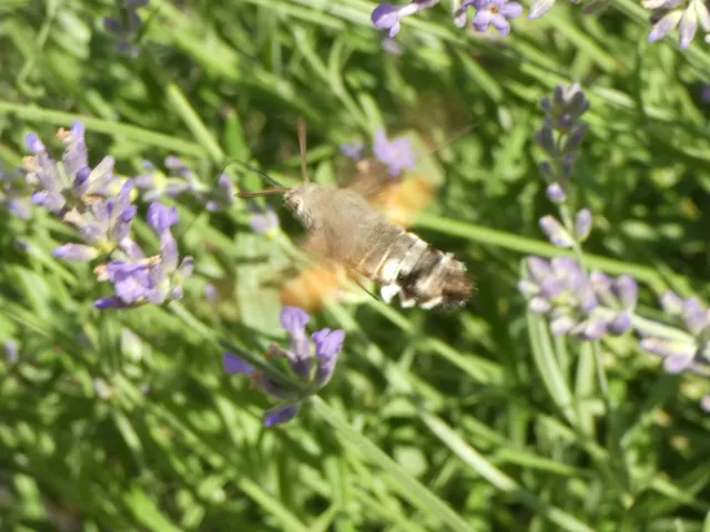 Macroglossum stellatarum - kacsafarkú szender