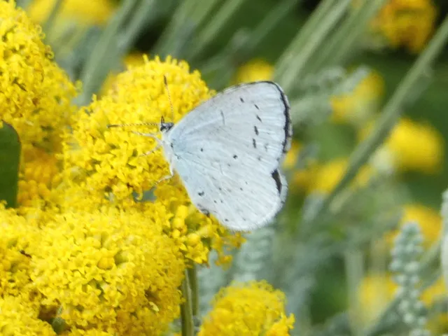 Celastrina argiolus - bengeboglárka