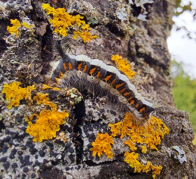 Acronicta psi - pszi-betűs szigonyosbagoly