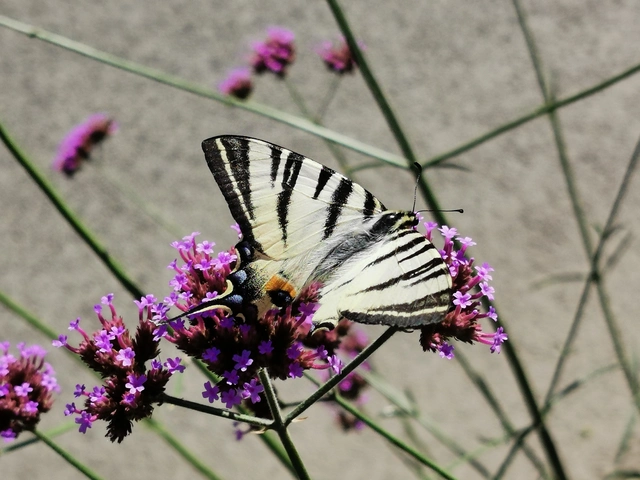 Iphiclides podalirius - kardoslepke