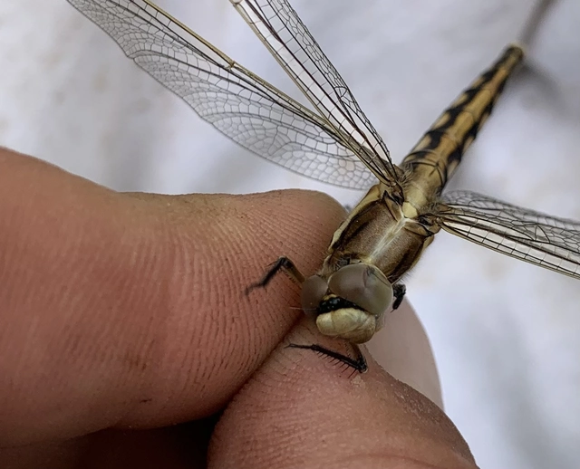 Orthetrum albistylum - fehérfarkú pásztorszitakötő
