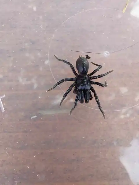Atypus