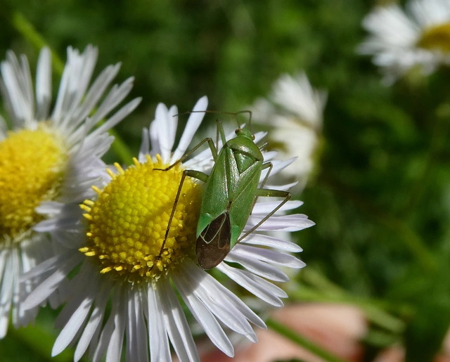 Calocoris affinis Calocoris affinis