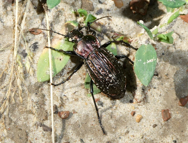 Carabus ulrichii - rezes futrinka Carabus ulrichii - rezes futrinka