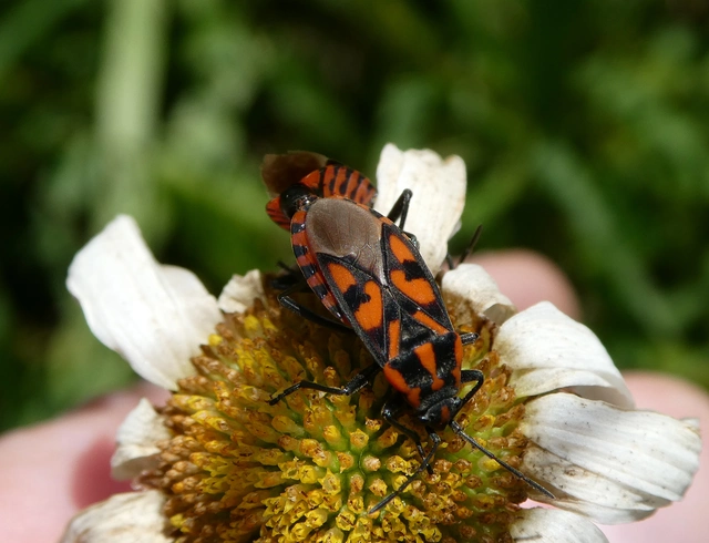 Spilostethus saxatilis - virágbodobács