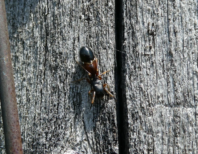 Leptorchestes berolinensis - fekete hangyautánzópók