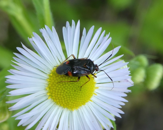 Deraeocoris ruber - vöröses mezeipoloska