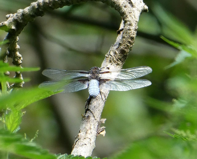 Libellula depressa - széles laposacsa