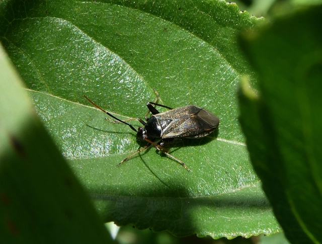 Adelphocoris seticornis - szegélyes mezeipoloska