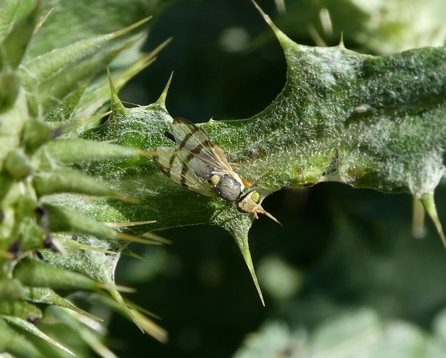 Tephritidae - fúrólégyfélék