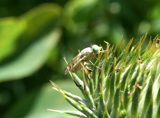 Tephritidae - fúrólégyfélék