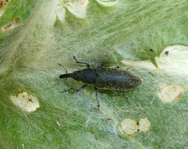 Lixus cardui - bogáncsfúró dudvabarkó