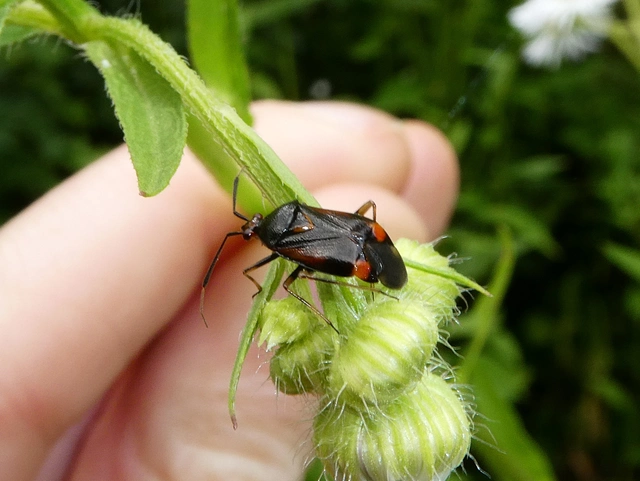 Deraeocoris ruber - vöröses mezeipoloska