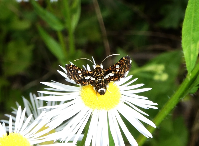 Thyris fenestrella - gyakori ablakosmoly