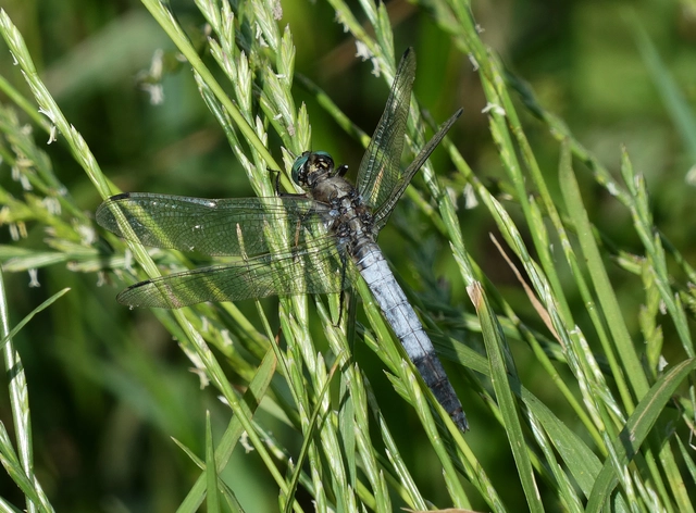 Orthetrum albistylum - fehérfarkú pásztorszitakötő