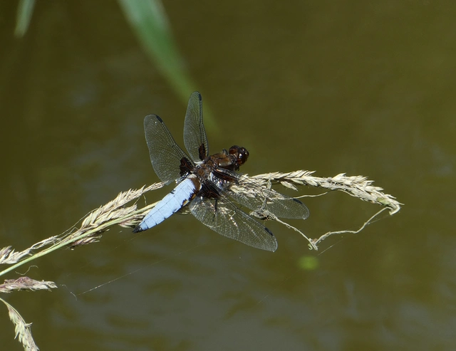 Libellula depressa - széles laposacsa