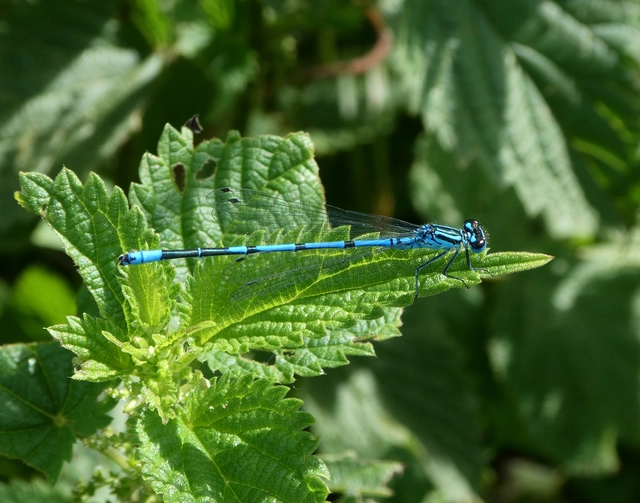 Coenagrion puella - azúrkék légivadász