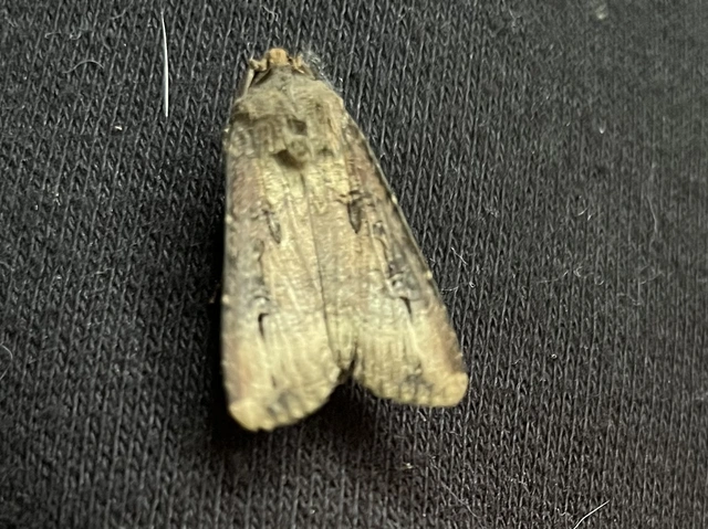 Agrotis ipsilon - nagy földibagoly