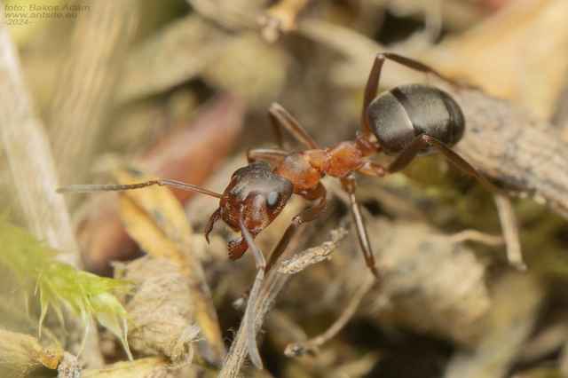 Formica pressilabris - kis vitézhangya