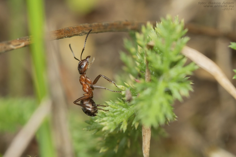 Formica pressilabris - kis vitézhangya