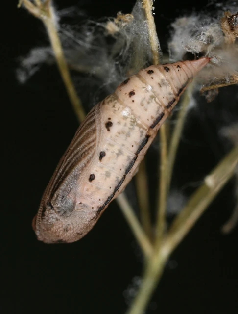 Phaiogramma etruscaria - fehérpettyes zöldaraszoló