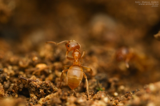 Lasius flavus - gyakori borostyánhangya
