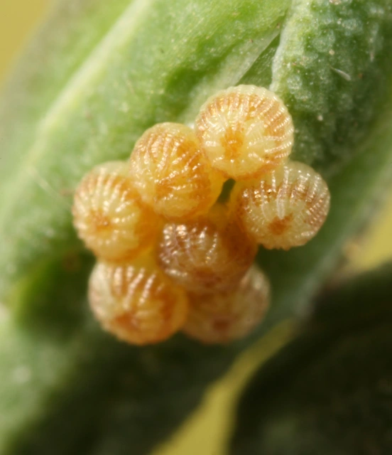 Hecatera dysodea - parajbagoly