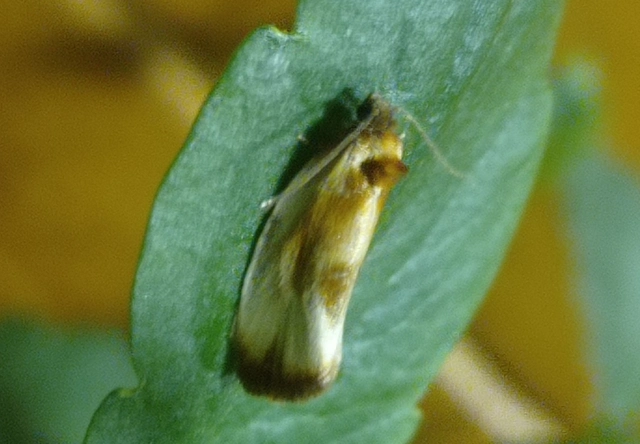 Eulia ministrana - aranybarna sodrómoly