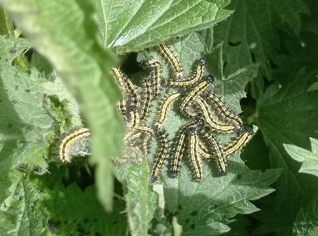 Nymphalis urticae - kis rókalepke Nymphalis urticae - kis rókalepke
