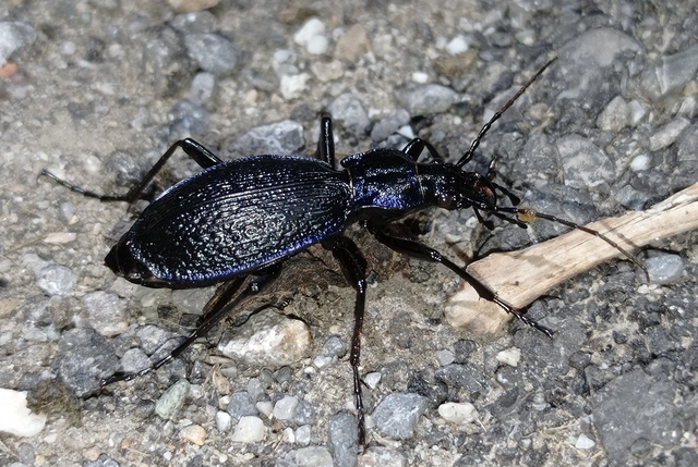 Carabus intricatus - kék laposfutrinka