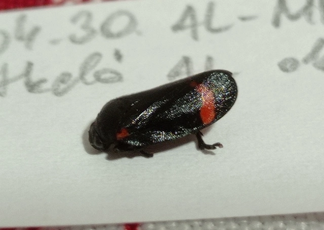 Cercopis intermedia