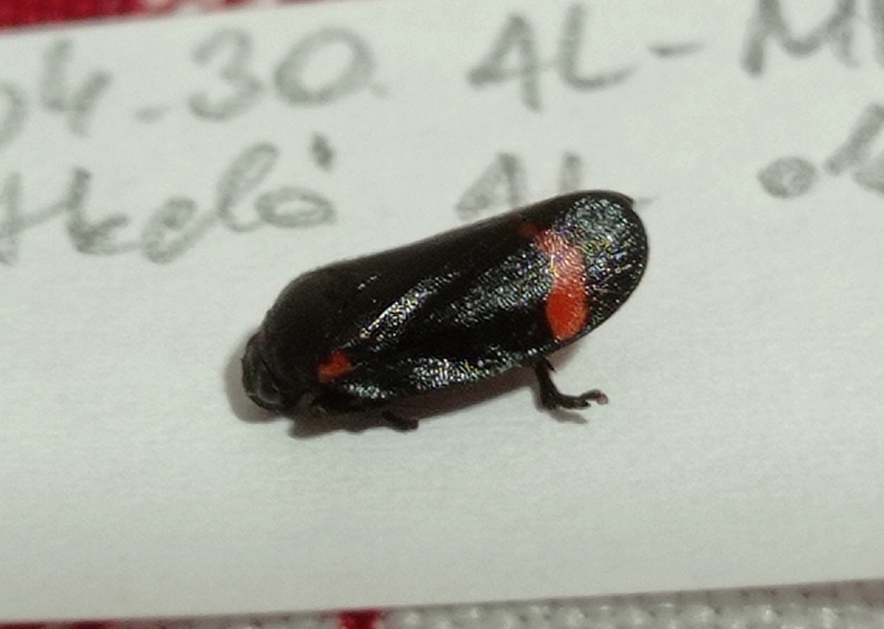 Cercopis intermedia