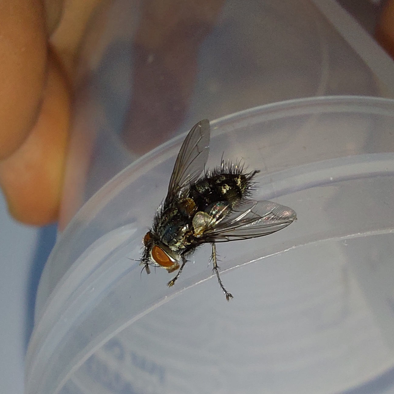 Carcelia lucorum