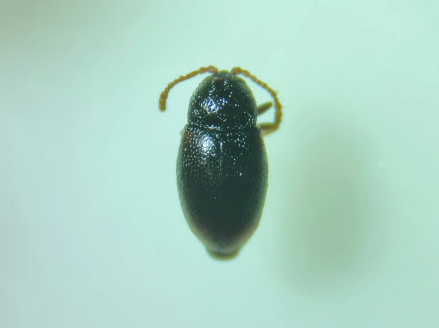 Atomaria Atomaria