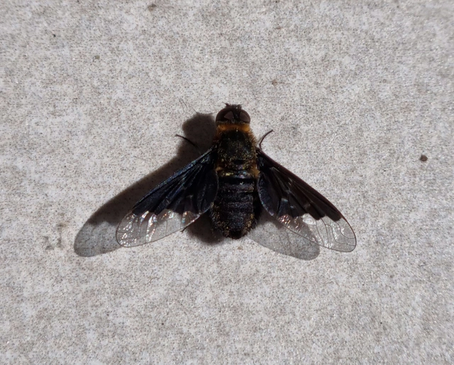 Hemipenthes morio - közönséges gyászlégy